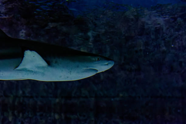 istock big sharks in a fish tank 1447925895