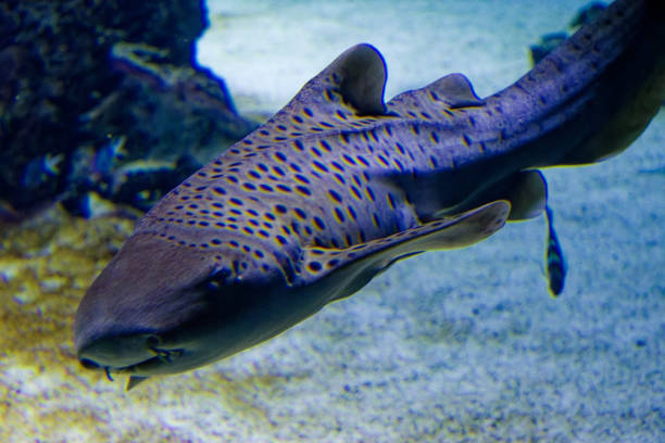 istock big sharks in a fish tank 1447925903