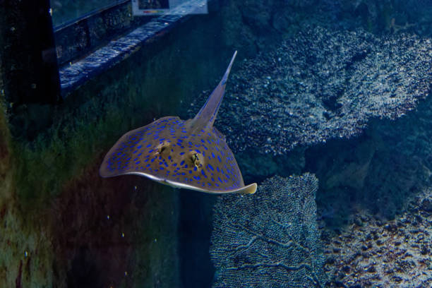 istock a sting ray in the fish tank 1447925913