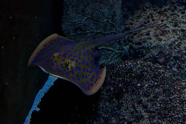 istock a sting ray in the fish tank 1447925923