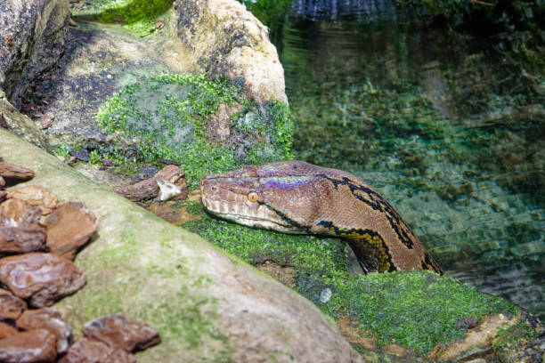 istock a snake in the water 1447925950
