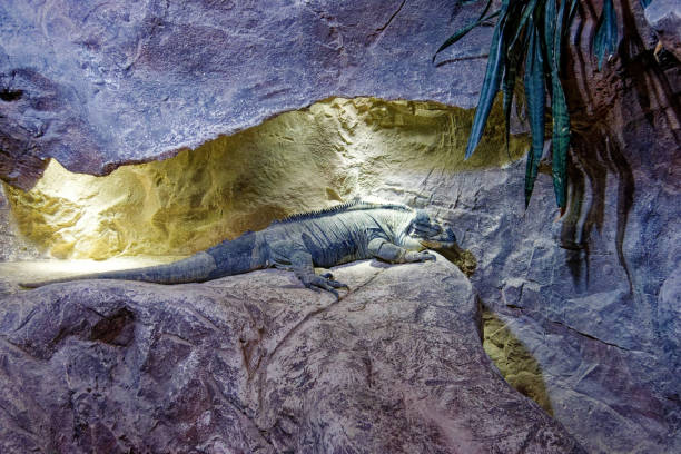 an iguana is chilling on the rock