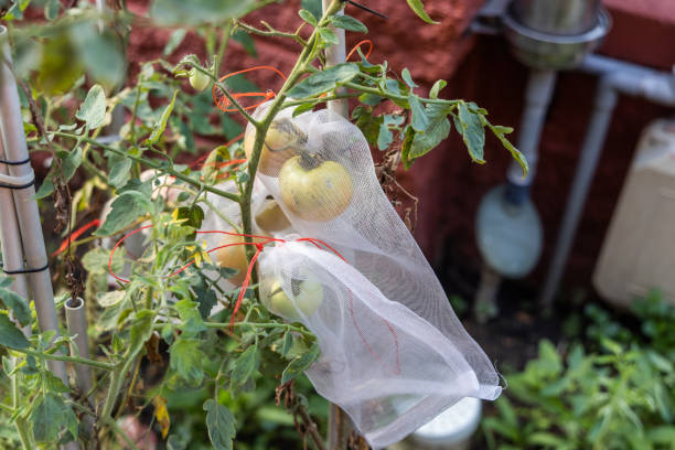 pest protective net bag protect pest from harming tomatoes - harming imagens e fotografias de stock