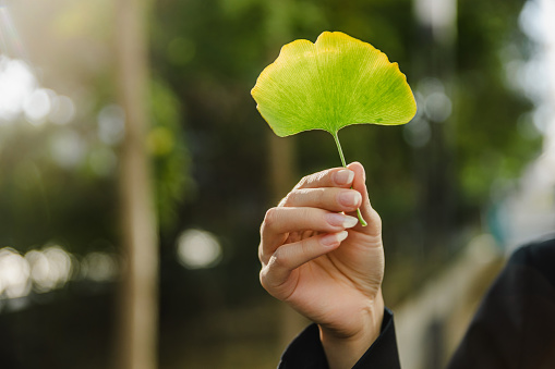 An attractive woman standing on the city street and holding a Ginkgo leaf.