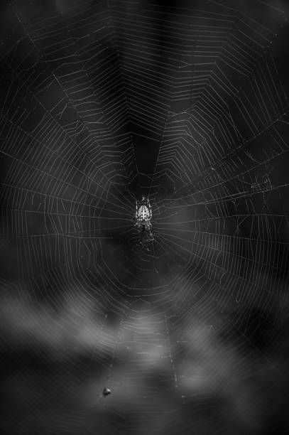istock Vertical shot of a spider in the web with dark blurry background 1447932326