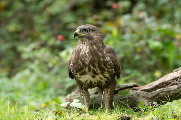 myszołów eurazjatycko-mszeń (buteo buteo) - eurasian buzzard zdjęcia i obrazy z banku zdjęć