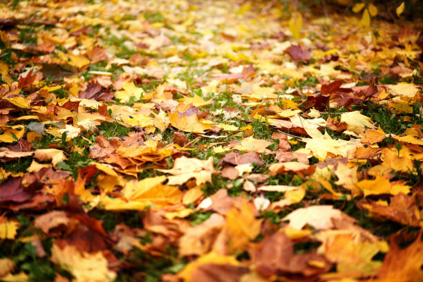 istock Autumn foliage in the park. 1447939370