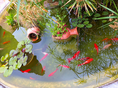 Small garden pond with red fish and clay jug, many decorative evergreen plants
