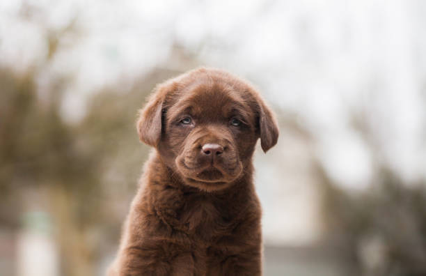 istock Puppy labrador retriever playing in the park 1447940610