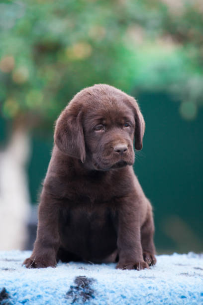 istock Puppy labrador retriever playing in the park 1447940629
