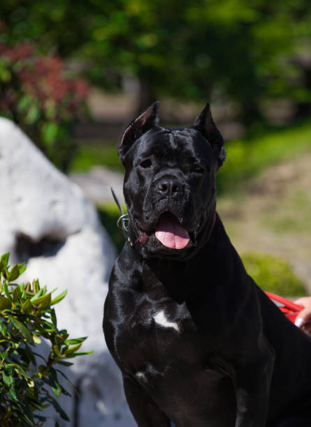 istock Italian Cane Corso puppy in the grass 1447940908