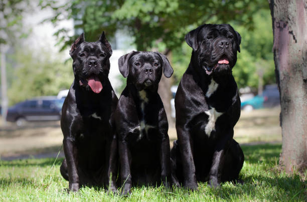 istock Italian Cane Corso puppy in the grass 1447940917
