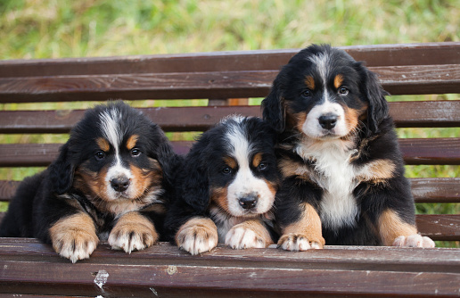 Beautiful bernese mountain dog puppy in the park