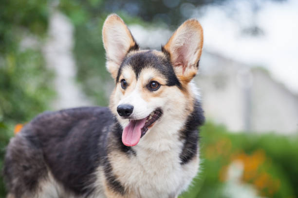 istock Welsh corgi pembroke in the park 1447940934