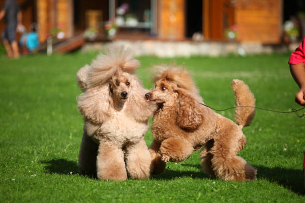 istock Apricot poodle playing in the garden 1447940957
