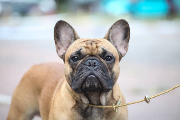 1,000+ Ugly Pug Stock Photos, Pictures & Royalty-Free Images - iStock
