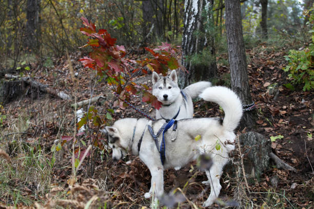 istock Siberian Husky sled dogs are training in the forest 1447941125
