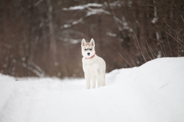 istock Siberian Husky puppy in the park 1447941162
