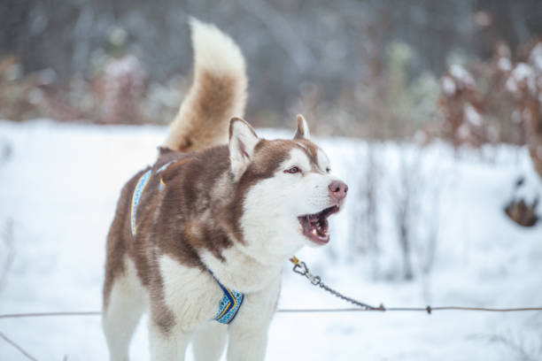 Siberian Husky sled dogs are training in the forest