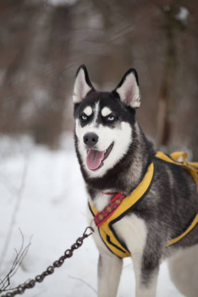 istock Siberian Husky sled dogs are training in the forest 1447941311