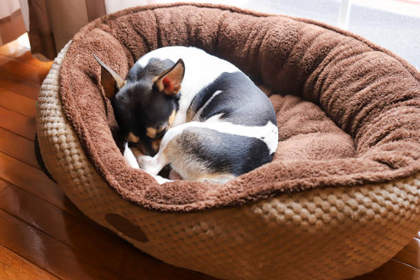 istock A puppy sleeping in a dog bed 1447943324