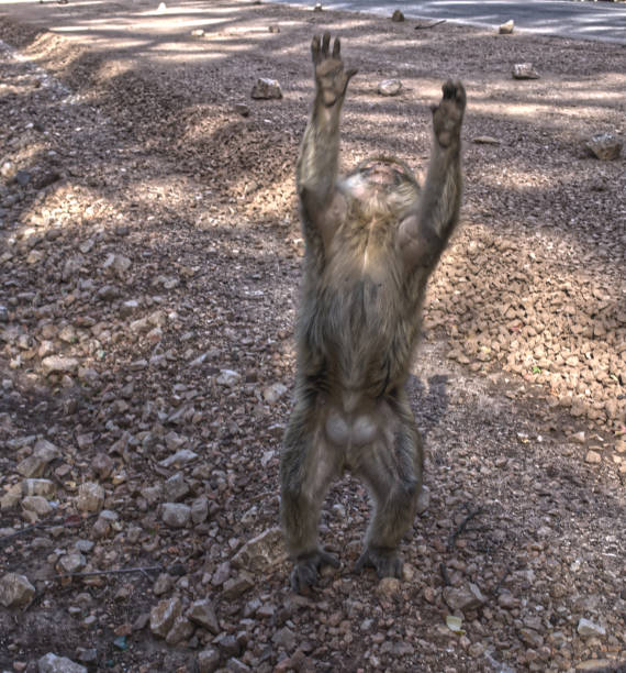 Friendly monkeys roadside