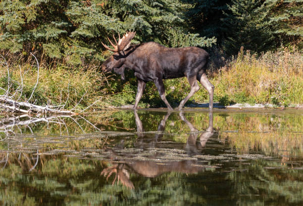 istock Bull Moose in Autumn in Wyoming 1447945332