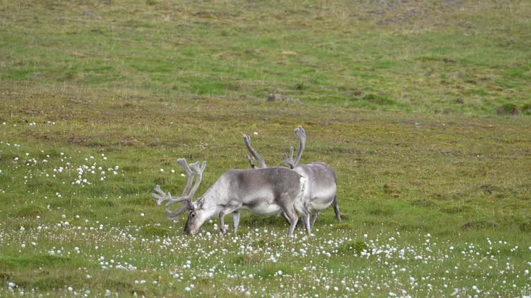 Caribou - Reindeer