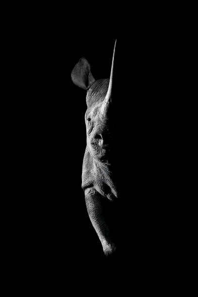istock Mono black rhino side-lit staring towards camera 1447945629