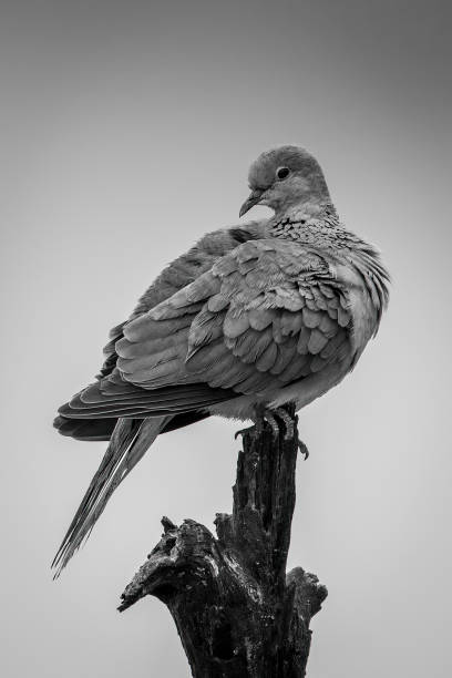 istock Mono emerald-spotted wood dove looks from stump 1447945646