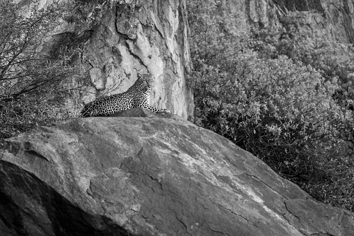 Mono leopard lies on rock between bushes