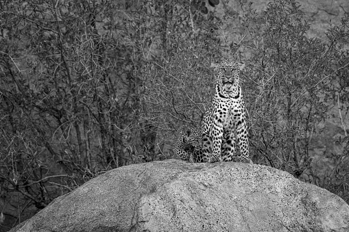 Mono leopard on rock with small cub