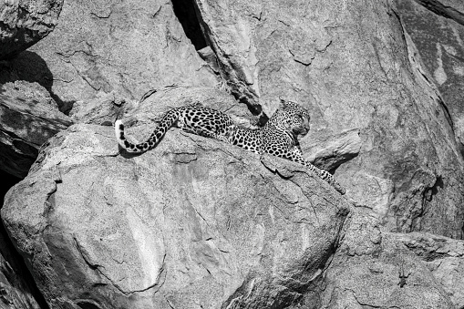 Mono leopard on rocky ledge looking down