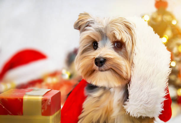 istock Puppy (Yorkshire terrier) in Santa hat at Christmas. 1447946253