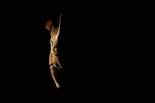 Rhinoceros stands side-lit staring straight at camera