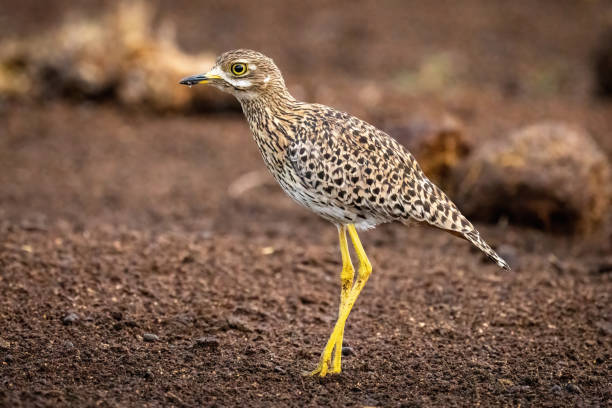 istock Spotted thick-knee stands on ground bending leg 1447946603