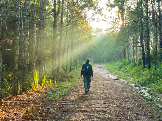 istock Back of men the backpack walking in the forest with beautiful nature sunlight 1447948367