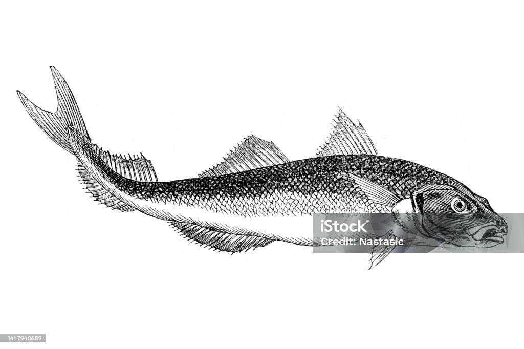 Had Doc Drawing Haddock Stock Illustration - Download Image Now - Fish, Cod, Drawing ...