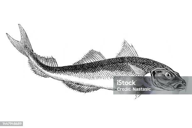 Haddock Quick Drawing Haddock Stock Illustration - Download Image Now - Fish, Cod, Drawing ...