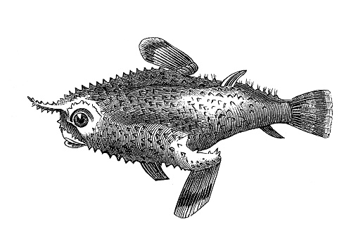 Brazilian batfish or seadevil (Ogcocephalus vespertilio)