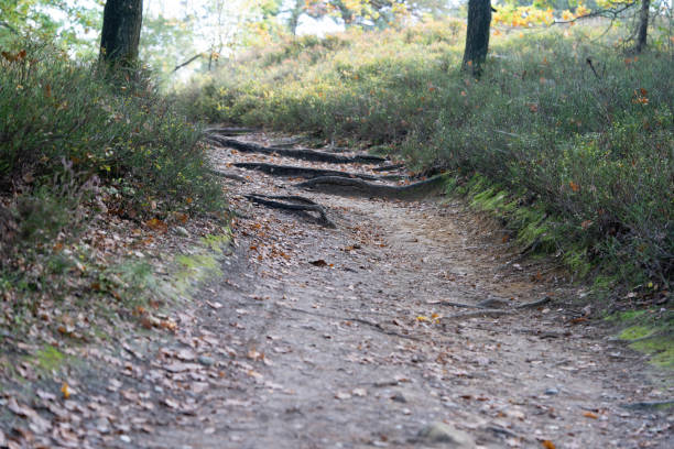 waldweg - running jogging footpath cross country running stock-fotos und bilder