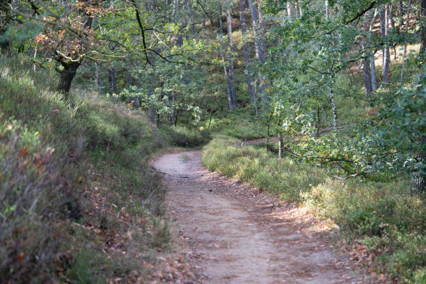 waldweg - running jogging footpath cross country running stock-fotos und bilder