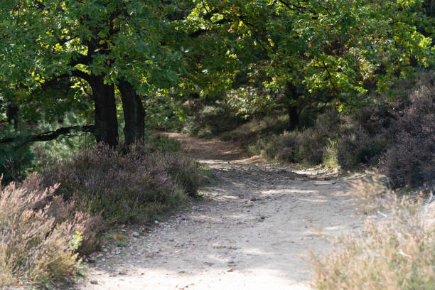 waldweg - running jogging footpath cross country running stock-fotos und bilder