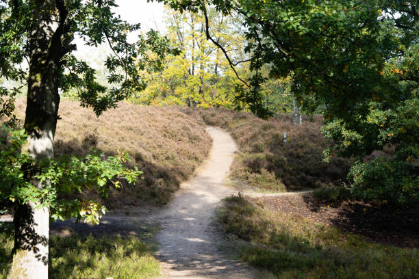 waldweg - running jogging footpath cross country running stock-fotos und bilder