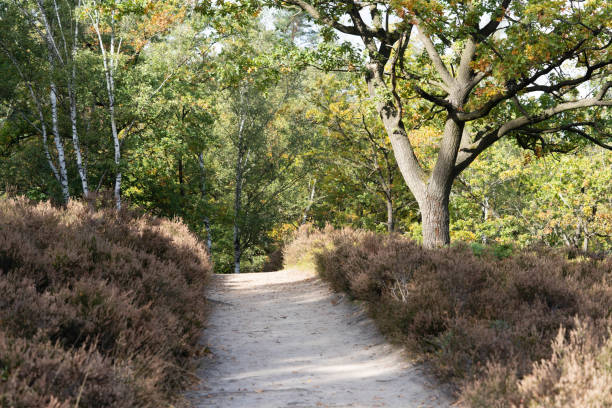 waldweg - running jogging footpath cross country running stock-fotos und bilder