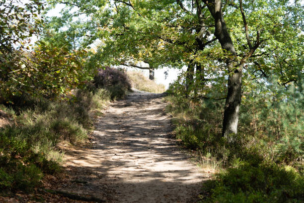 waldweg - running jogging footpath cross country running stock-fotos und bilder