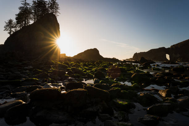 istock Afternoon sunlight over Pacific Northwest beach 1447955590