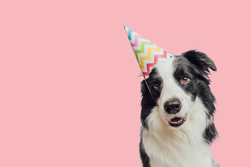Dog Birthday Pictures | Download Free Images on Unsplash