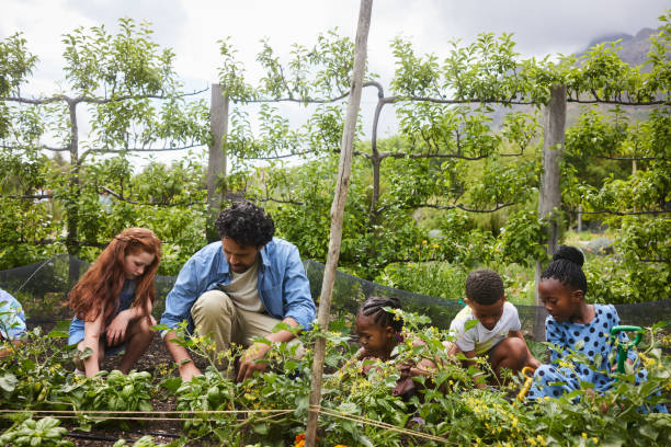 istock Teacher and young students digging in a community garden during a field trip 1447957132
