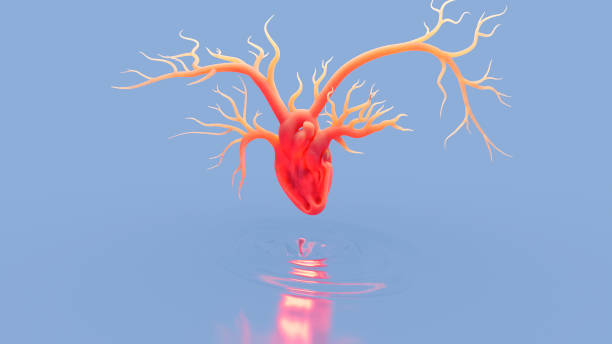 istock Open heart and large veins, concept on a blue background 1447958777